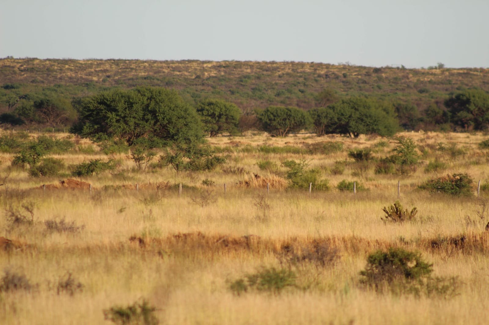 Native landscape at the La Pampa estate