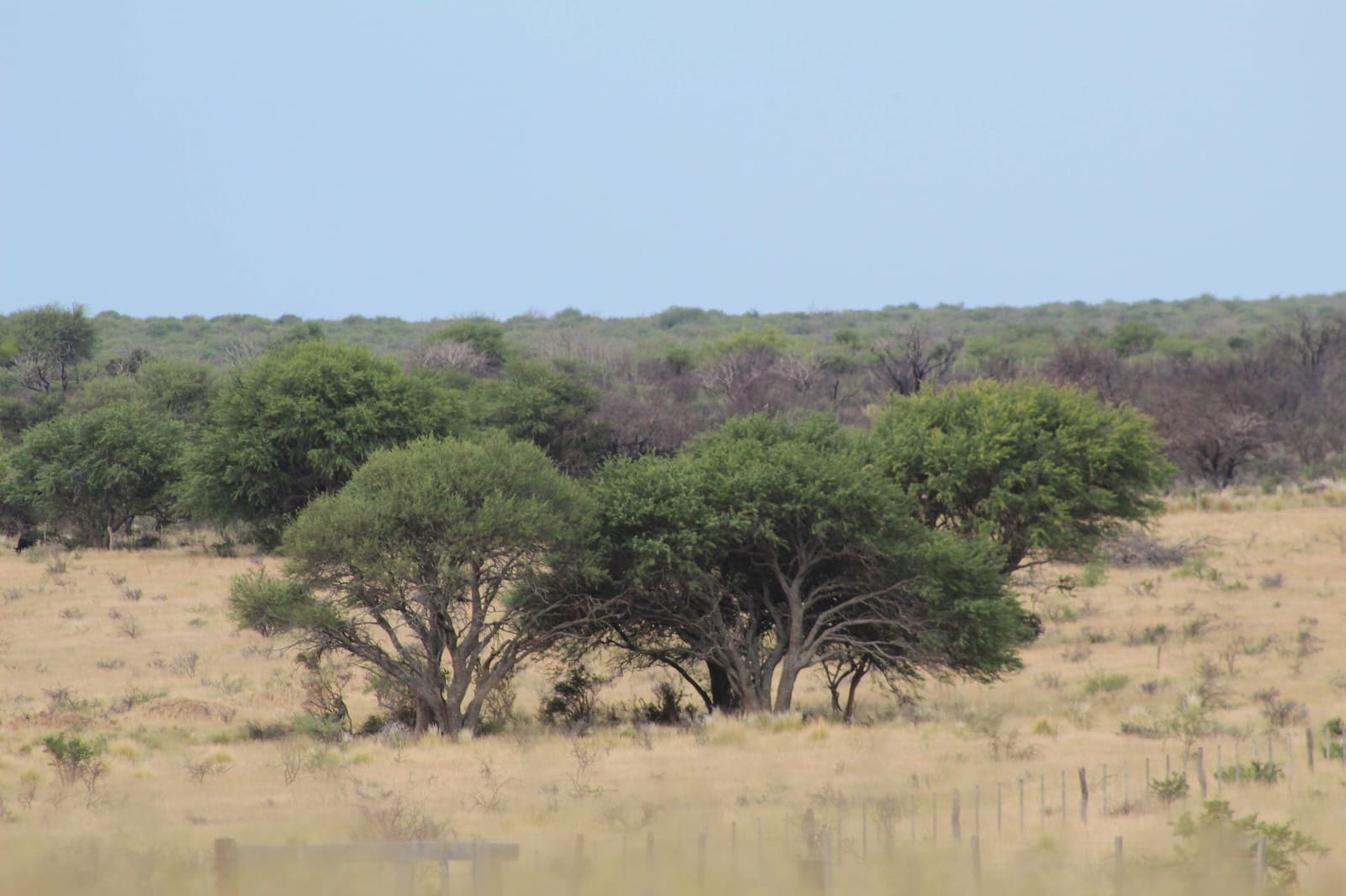 Open landscape and native forest